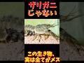 【ゆっくり解説】 全員メスのクローン ミステリークレイフィッシュ