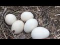 Mais ninhos de Pavão? Olha que surpresa linda.  #pavao  #sitio #sertão #fazenda