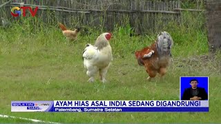 Raup Keuntungan Fantastis Dari Beternak Ayam Brahma India - Bis 2301