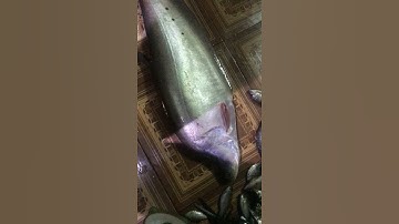 cá nàng 2 sông ray