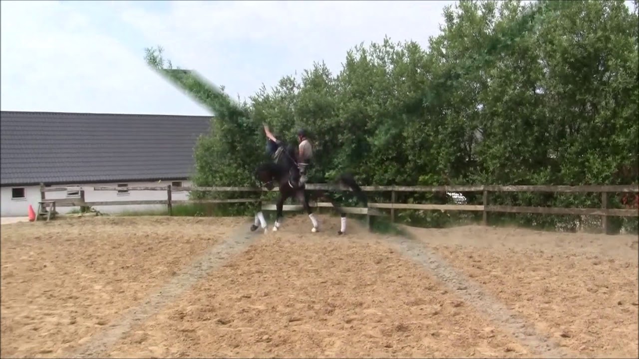 Stald BM Sports Horses YouTube