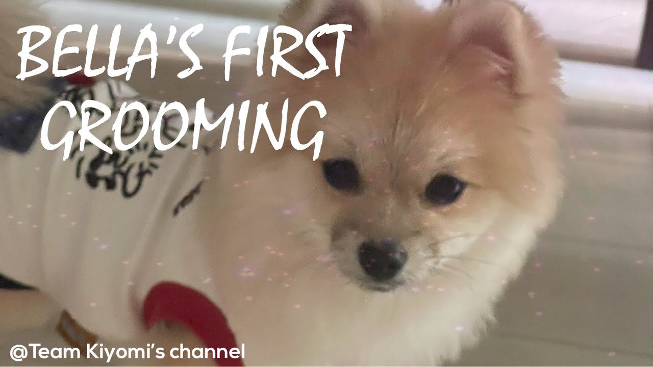 Bella’s first grooming YouTube