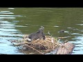 coot , waterbird nest and chicks feeding