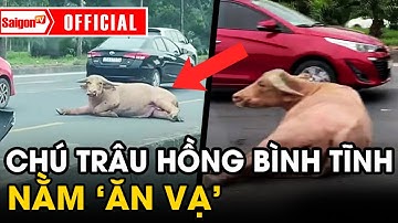 Chú trâu hồng BÌNH TĨNH NẰM 