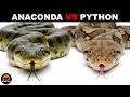What is the Difference Between Anacondas and Pythons? Mp3 Song
