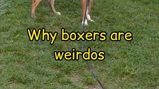 Why boxer dogs are weirdos!