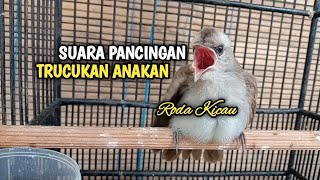 Suara Anakan Trucukan Buat Pancingan Burung Trucukan Jantan