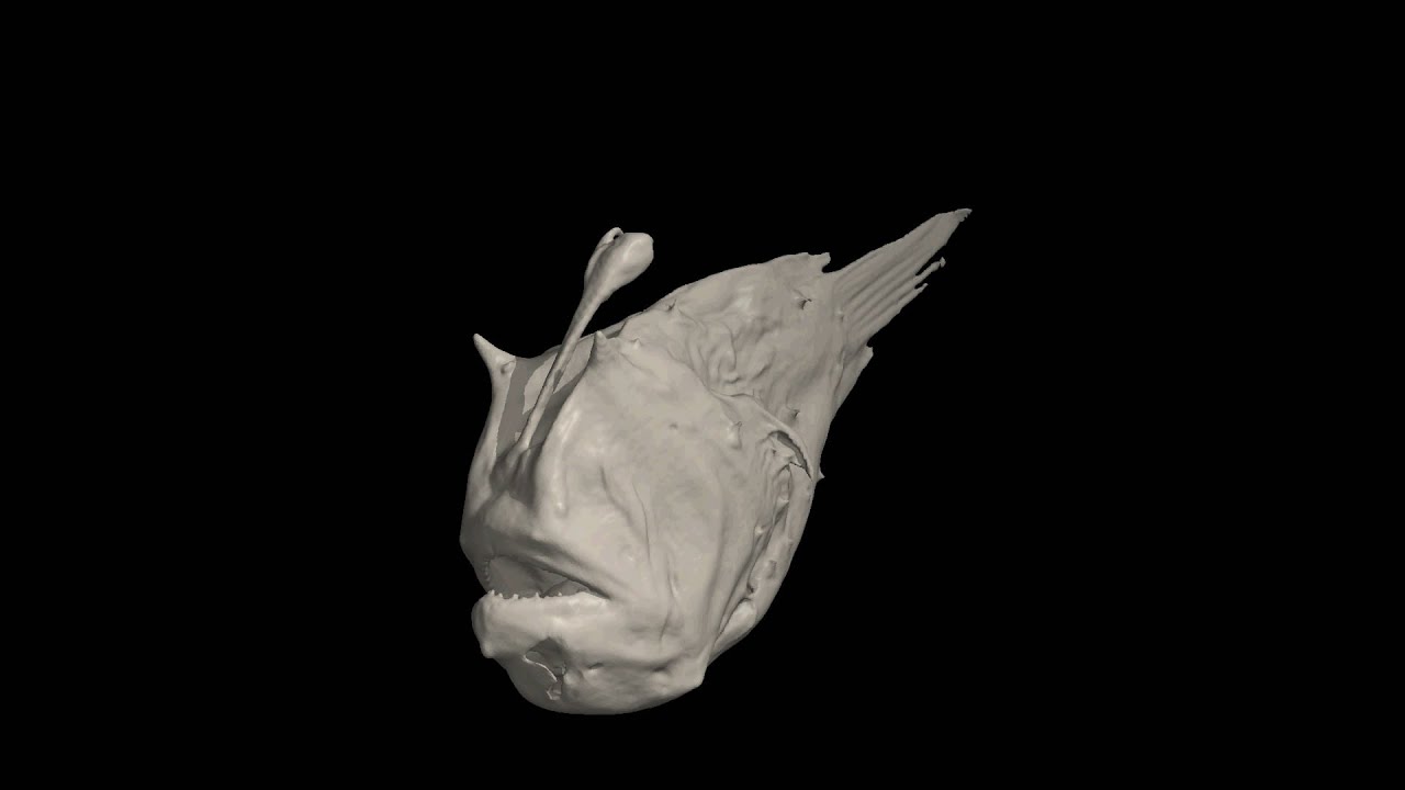 骨格 標本 チョウチン アンコウ 骨 3D-CT深海生物 - チョウチン