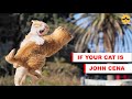 If your cat is Cat Cena #7 | memes | Cat Cena memes | try not to laugh | shibee.