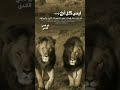 ليس كل اخ لك تلده امك فهناك اخوه تلدهم الأيام والمواقف ليس كل اخ لك تلده امك فهناك اخوه تلدهم الأيام والمواقف
