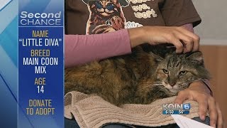 Second Chance - September 3, 2014 Diva