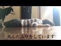 飼い犬の前でいきなり死んできた