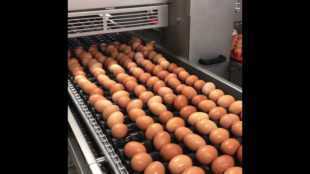 Glaum Eggs Get a Gentle Bath