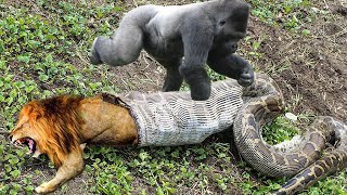 Lion Mistakes When Challenged Python – Gorilla Save Deer From Anaconda Hunting, Buffalo Vs Wild Dogs