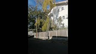 Salcie Rupta Peste Fire De Curent Tulcea