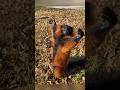 Cette scène animale fait le tour du monde 🌍 #animaux #shorts