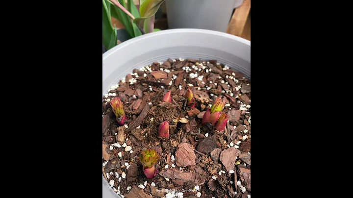 A process from planting to sprouting of peony #plants #flowers #balconygarden #peony #sprouts - DayDayNews