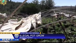Shasta County Sherriff's Marijuana Eradication team shut down illegal marijuana grow in Bella Vista