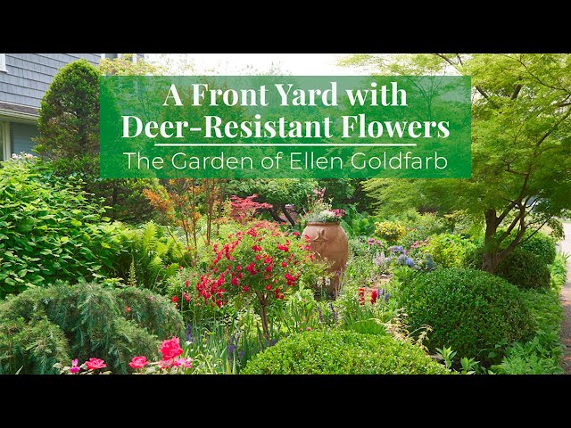 Deer Resistant Landscaping Ideas For Yards Deer Resistant Landscape