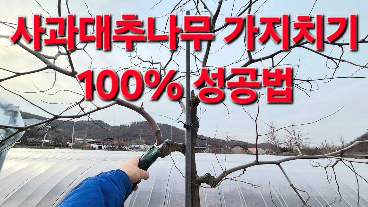 Как обрезать зизифус. Это гарантирует 100% успех!