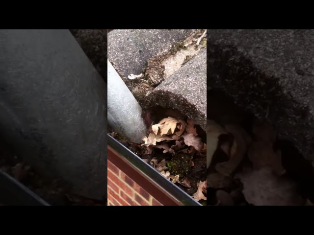 Ranguard - Gutter Vac Cleaning System.