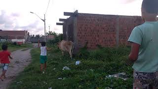 Menina Amostrando Como Setoca Na Vaca