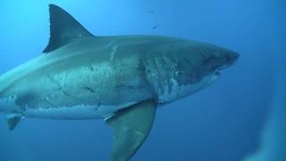 Mediterranean White Sharks & Japanese White Sharks