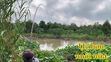 Câu Cá Tra Sông - Nguyên Bầy Cá Chỗ Này Ục Khủng Khiếp Luôn | Fishing Miền Tây