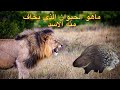 ما هو الحيوان الذي يخاف منه الاسد ولماذا يخاف الاسد من الماء
