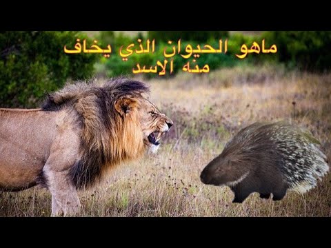 ما هو الحيوان الذي يخاف منه الاسد ولماذا يخاف الاسد من الماء