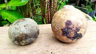 KENALI BUAH GELINGGAI BELINGGAI WOOD APPLE LIMONIA ACIDISSIMA DI LAMAN HERBA QUDRIFARM
