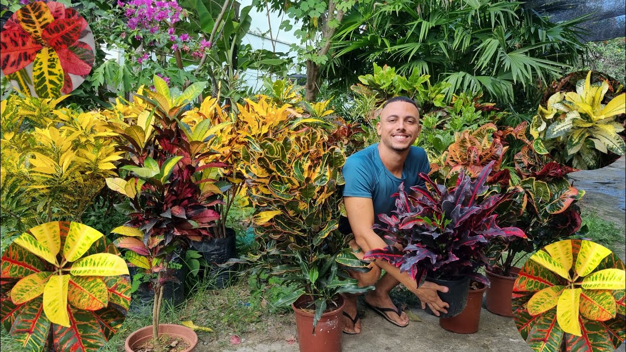 Segredos  do CROTÓN: O que levei 30 anos para Descobrir como Cultivar