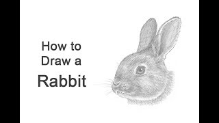 How to Draw a Rabbit (Head Detail) screenshot 5