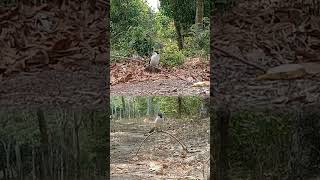 Download Lagu Pikat Cengkram Gacor@Jejak Master Pikat MP3