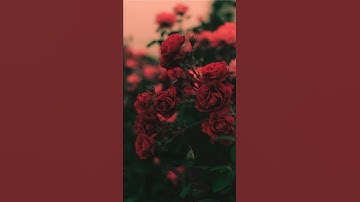 إن للمتقين مفازا حدائق وأعنابا  تلاوة خاشعة ومؤثرة  إسلام صبحي ♥️