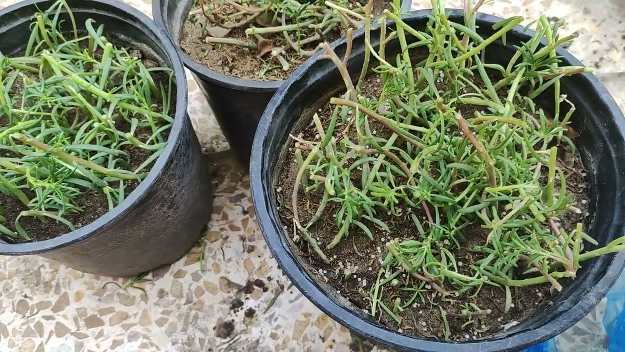 تسميد وتقليم ورد الصباح. لتحفيز النبات ع التزهير