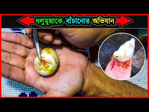 ভিডিও: কীভাবে ফেটানো ডিমের উপর ঠিক করবেন?