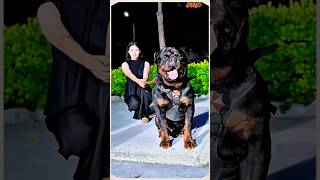 Training dog #smartdog #becgie #trending #pitbull #rottweiler
