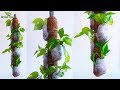 Money plants Without Pots! Money plants Growing on Hanging Stick or Coir Stick//GREEN PLANTS