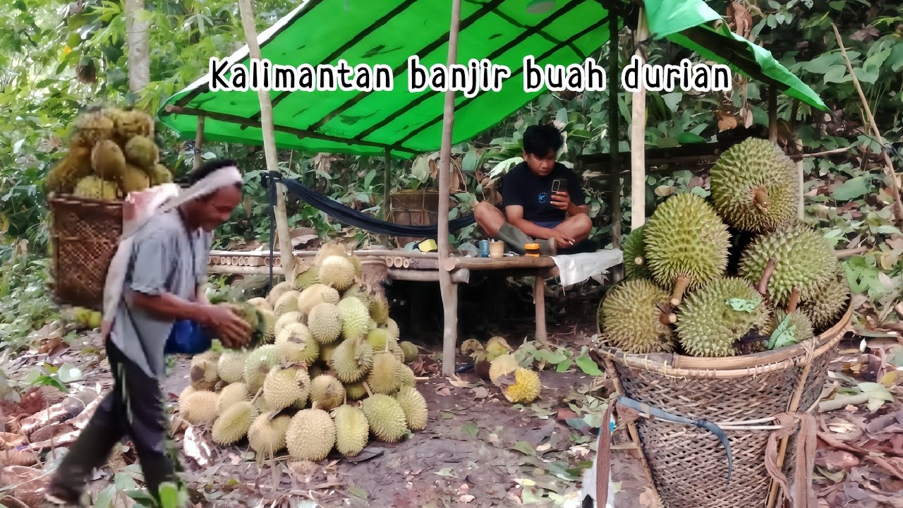 Kalimantan Banjir buah durian,hasil bermalam selalu melimpah