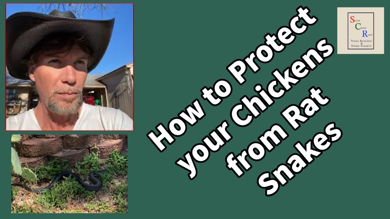 Dealing with Texas Rat Snakes in Chicken Coop YouTube