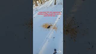 savage A22 cci subsonic hp banish 22 can  100+ yards
