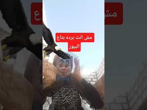 مش انت برده بتاع البيور