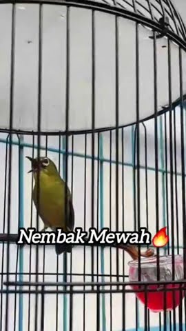 Pleci Dakun Nembak Isian Mewah🔥#kicaumania #plecigacor #burungkicau #pleci #plecimania