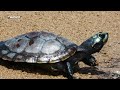 La tortuga arrau, o tortuga del Orinoco, es la tortuga de agua dulce más grande de nuestra América