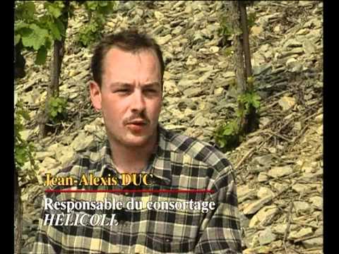 Traitement des vignes par hélicoptère