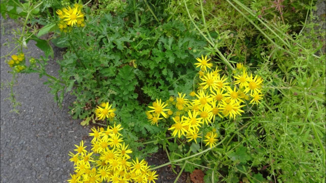 Ragwort (Poisonous Plants in Ireland)