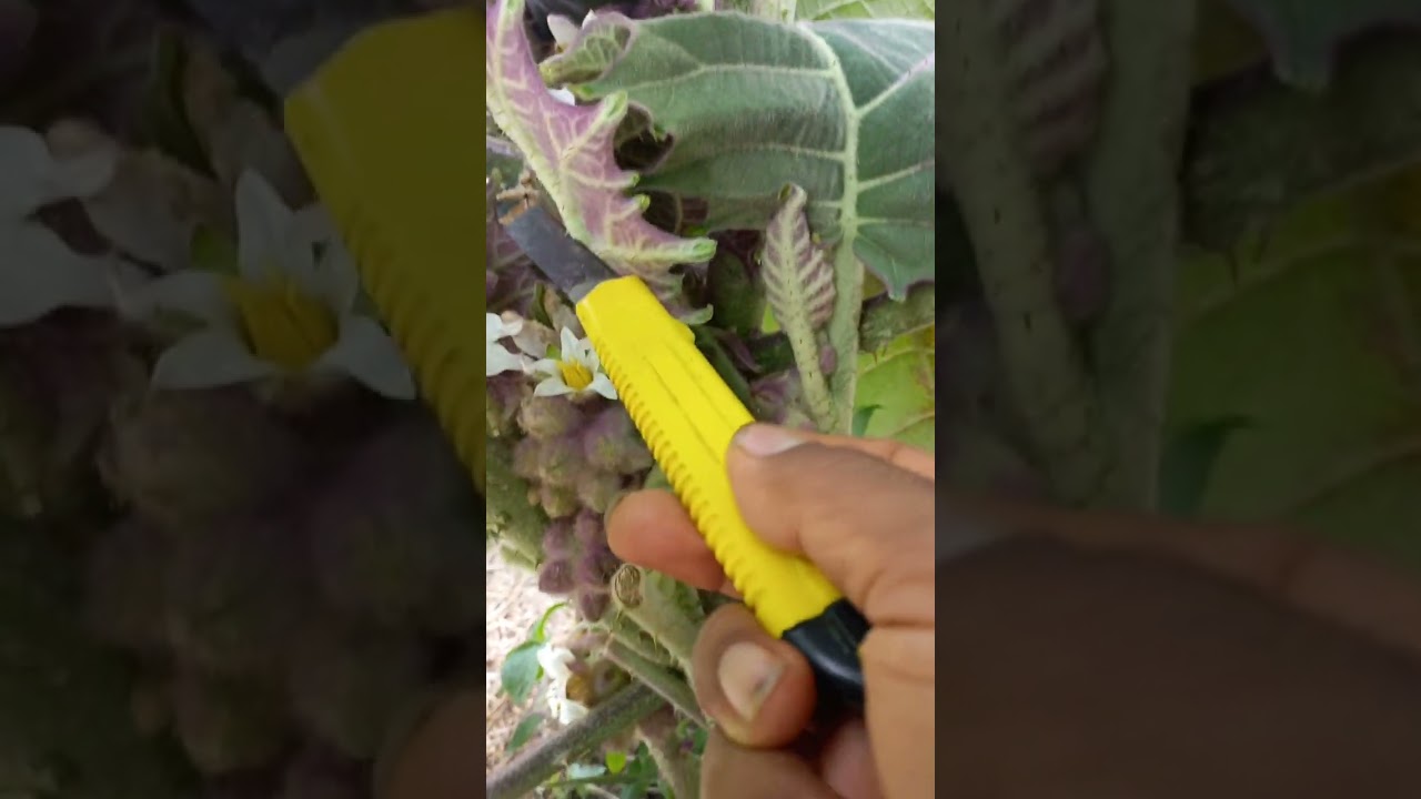 Deshoja y capado de lulo 4 mese de edad