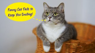 Funny Cat Fails to Keep You Smiling! 🐱 by Animal Story 218 views 4 years ago 6 minutes, 50 seconds