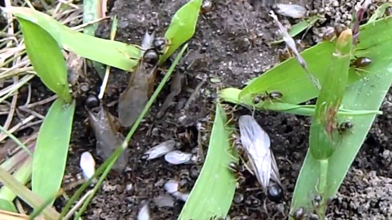 Queen and drone ants emerge for nuptial flight. YouTube